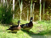 Canard carolin, mâle à droite, femelle à gauche - Wood duck - Aix sponsa