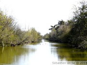 Reifel Migratory Bird Sanctuary - 11/04/2010