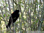 Carouge à épaulettes, mâle - Red-winged blackbird - Agelaius phoeniceus