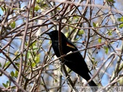 Carouge à épaulettes, mâle - Red-winged blackbird - Agelaius phoeniceus