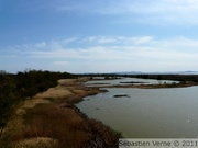 Reifel Migratory Bird Sanctuary - 11/04/2010