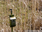 Hirondelle bicolore - Tree swallow - Tachycineta bicolor