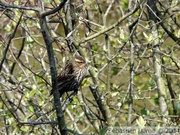 Carouge à épaulettes, femelle - Red-winged blackbird - Agelaius phoeniceus