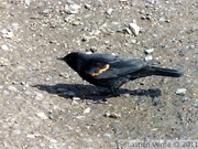 Carouge à épaulettes, mâle - Red-winged blackbird - Agelaius phoeniceus