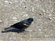 Carouge à épaulettes, mâle - Red-winged blackbird - Agelaius phoeniceus