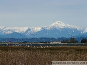 Chen caerulescens, Snow goose, Oies des neiges