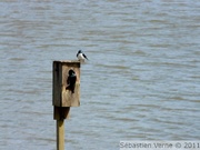 Hirondelle bicolore - Tree swallow - Tachycineta bicolor