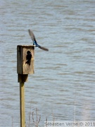 Hirondelle bicolore - Tree swallow - Tachycineta bicolor