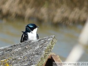 Hirondelle bicolore, mâle - Tree swallow - Tachycineta bicolor