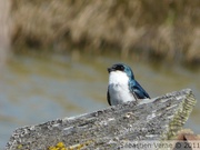 Hirondelle bicolore, mâle - Tree swallow - Tachycineta bicolor