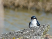 Hirondelle bicolore, mâle - Tree swallow - Tachycineta bicolor