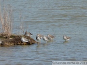 Chevalier criard - Greater Yellowlegs - Tringa melanoleuca