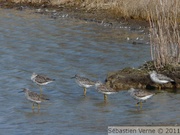 Chevalier criard - Greater Yellowlegs - Tringa melanoleuca