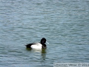 Fuligule à tête noire, mâle - Lesser scaup - Aythya affinis