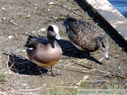 Canard à front blanc, mâle à gauche, femelle à droite - American wigeon - Anas americana