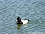 Fuligule à tête noire, mâle - Lesser scaup - Aythya affinis