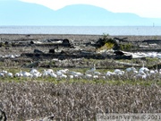 Oies des neiges - Snow goose - Chen caerulescens