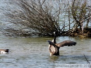 Branta canadensis, Canada goose, Bernache du Canada