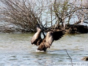 Bernache du Canada - Canada goose - Branta canadensis