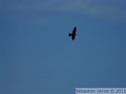 Buse à queue rousse (?) - Red tailed hawk - Buteo jamaicensis