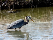 Grand héron bleu - Great blue heron - Ardea herodias