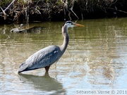 Grand héron bleu - Great blue heron - Ardea herodias