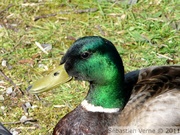 Canard colvert, mâle - Mallard - Anas platyrhyncos