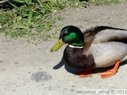 Canard colvert, mâle - Mallard - Anas platyrhyncos