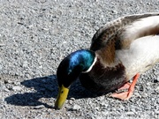 Canard colvert, mâle - Mallard - Anas platyrhyncos