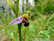 Ophrys abeille - Oprhys apifera