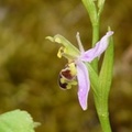 Ophrys abeille - Oprhys apifera