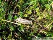 Criquet jacasseur, femelle - Stauroderus scalaris