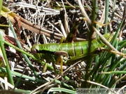 Miramelle alpestre, femelle - Miramella alpina ssp. subalpina