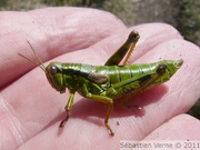 Miramelle alpestre, femelle - Miramella alpina ssp. subalpina