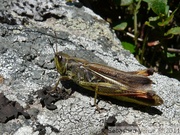 Criquet jacasseur, femelle - Stauroderus scalaris