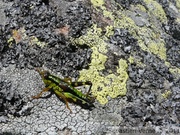 Miramelle alpestre, mâle - Miramella alpina ssp. subalpina