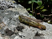 Criquet jacasseur, femelle - Stauroderus scalaris