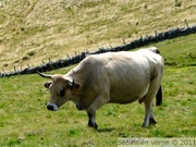 Vache Aubrac