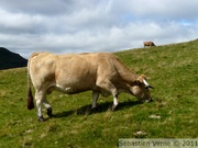 Vache Aubrac