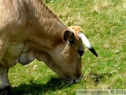 Vache Aubrac