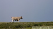 Vache Aubrac