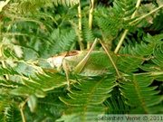 Sauterelle chanteuse, mâle - Tettigonia cantans