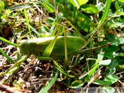 Sauterelle chanteuse, femelle - Tettigonia cantans