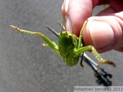 Sauterelle chanteuse, femelle - Tettigonia cantans