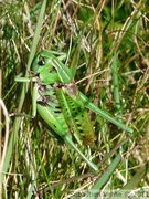 Dectique verrucivore, mâle - Decticus verrucivorus