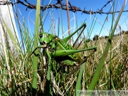 Dectique verrucivore, mâle - Decticus verrucivorus