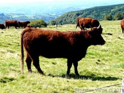 Vache Salers