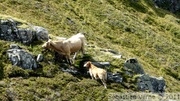 Vache Aubrac