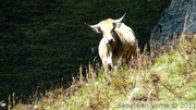 Vache Aubrac