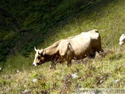 Vache Aubrac